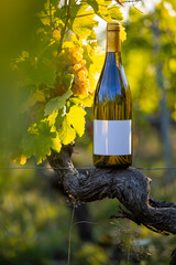 Bouteille et étiquette de vin blanc dans les vignes au milieu du raisin blanc.