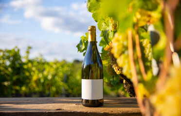 Bouteille de vin blanc au milieu des vignes après les vendanges.
