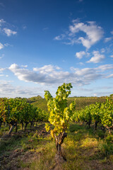 Paysage de vigne en France, vignoble et grappe de raisin sous le soleil d'été.