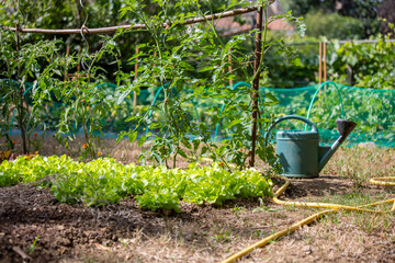 Arrosoir dans un petit jardin potager au printemps.