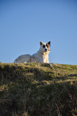 A lonely dog on a hill in the daytime staring into the distance