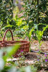 Panier en osier dans un jardin potager au milieu des légume au printemps.