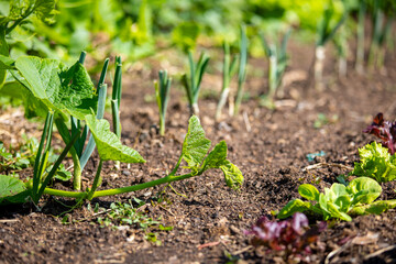 Fototapeta premium Jeune plants de légumes dans un jardin potager bio au printemps.