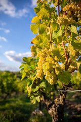 Grappe de raisin blanc et cèpe de vigne avant les vendanges d'automne.