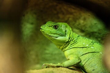 green basilisk