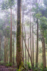 Southeast Asia woodland on winter in the morning