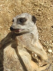meerkat on guard