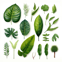 set of green leaves, tropical leaves, botanical illustration on white background.
