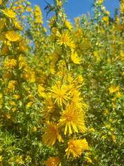 Common Golden Thistle in Full Bloom