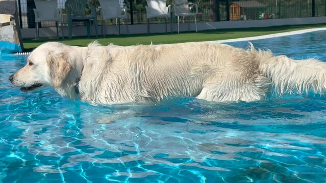 Perro golden retriever blanco disfrutando del verano en una piscina.