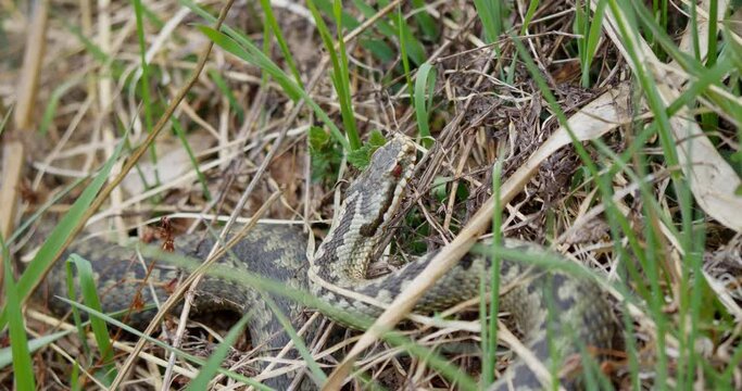 A green spotted snake with red eyes lies in the grass