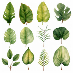 watercolor leaves, botanical illustration on white background.