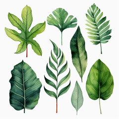 tropical leaves, botanical illustration, white background, watercolor