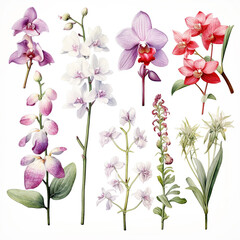 watercolor orchids botanical illustration white background.