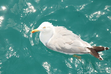 seagull on the sea