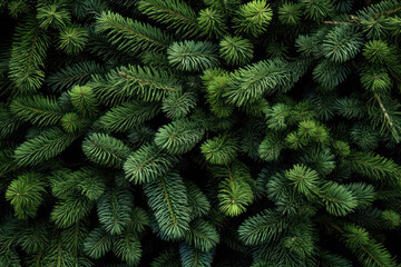 Fototapeta na wymiar Lush Green Pine Needle Texture
