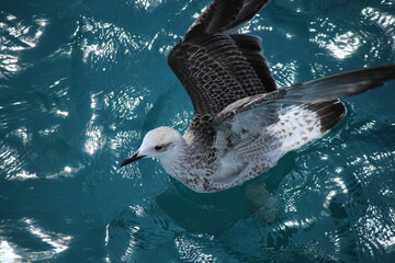 seagull on the water