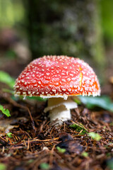 champignon amanite tue-mouche en gros plan