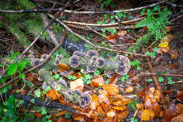 sol d'un sous-bois forestier en automne