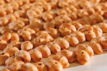 Closeup fresh crispy french croissants with chocolate on conveyor line. Concept traditional Bakery industry