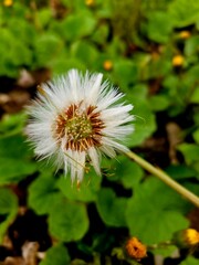 flower in the morning