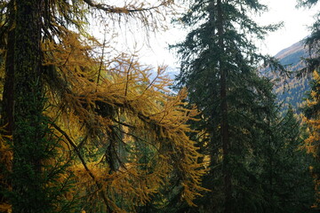 Parc Naziunal Svizzer landscapes and hiking paths in autumn 2024