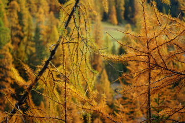 autumn leaves on the trees and ground in the swiss national park Parc Naziunal Svizzer