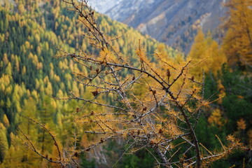 autumn trees against the swiss national park backdrop Parc Naziunal Svizzer