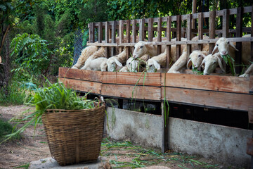 Sheep and lambs on a farm in the countryside chew fresh grass asia