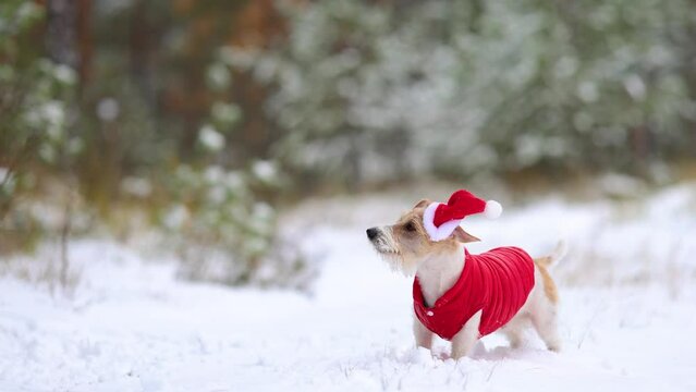 Jack Russell Terrier in a red jacket and hat stands alone in the forest. A dog in a New Year's outfit against the backdrop of the park. Snowing. Christmas concept