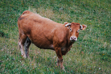Naklejka na ściany i meble Cow grazing on grass in the alpine pastures of Vallon de Combeau near Chatillon en Diois in the south of France