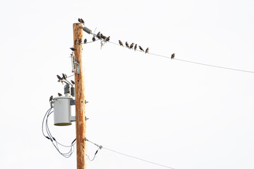 Flock of migrating Starlings perched on a power line and wooden power pole in Rocky View County Alberta Canada.