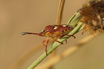Closeup on a colorful shieldbug, Codophila varia sitting on top o the vegetation in the Gard ,France