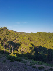 Naklejka premium Pines and Mountains in the Sun