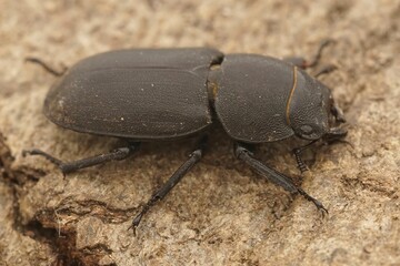Closeup of the lesser stag beetle, Dorcus parallelipipedus in Gard, France