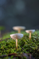 Mushrooms growing on moss.