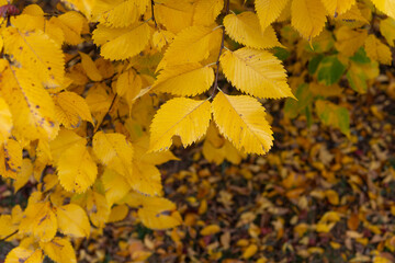 yellow leaves