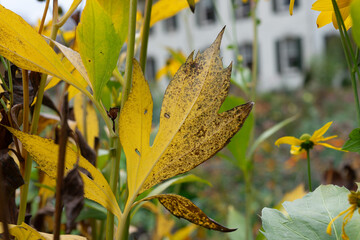 autumn rudbeckia leaves close up - obrazy, fototapety, plakaty