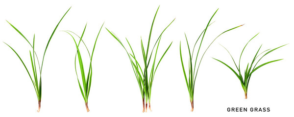 Green grass collection isolated. PNG with transparent background. Flat lay. Without shadow. - obrazy, fototapety, plakaty