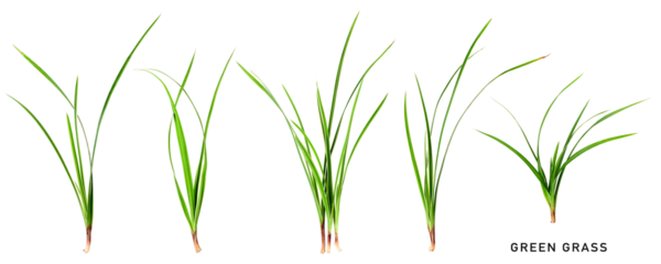 Green grass collection isolated. PNG with transparent background. Flat lay. Without shadow.