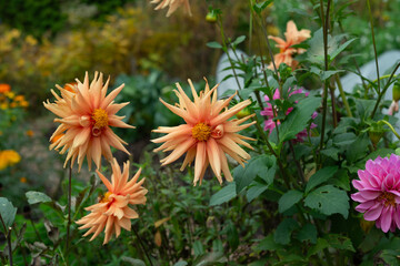 orange dahlia (cactus type) in a garden on an overcast day in autumn