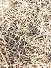 Dried sevaiyan or vermicelli background. It's made by wheat flour. Famous in India. Close view 