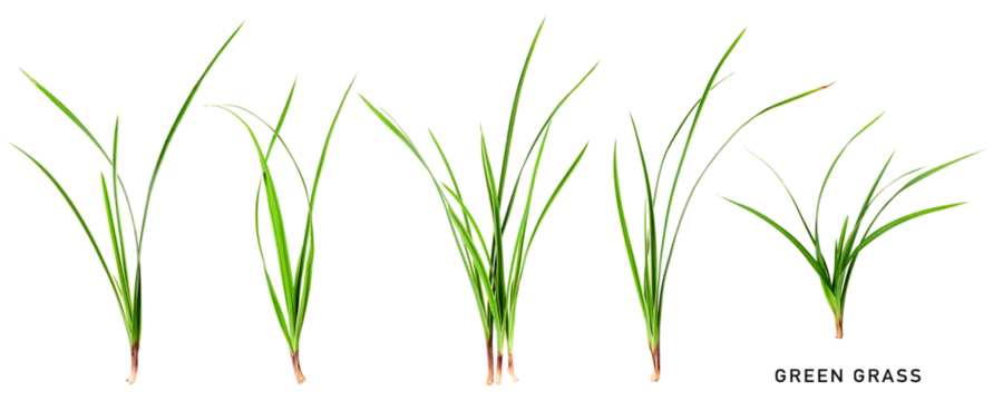Green grass collection isolated. PNG with transparent background. Flat lay. Without shadow.