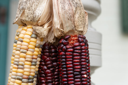 ornamental corn close-up