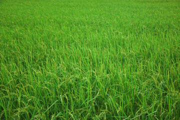 Obraz premium green grass in the field