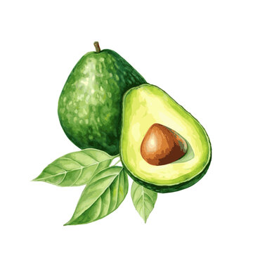 Avocado fruit art drawn watercolor paint on white for food dient design