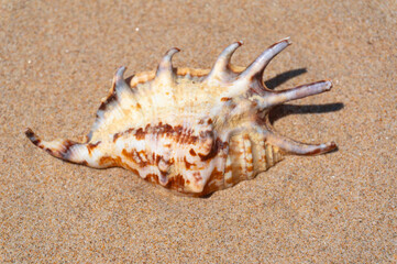 Fototapeta na wymiar Seashell resting on golden sand