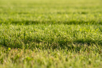 Closeup freshly mowed lawn with stripes on green grass from lawn mower on field. Natural greenery texture, stripes after mowing. Field for training football pitch, Golf Courses, green lawn pattern.
