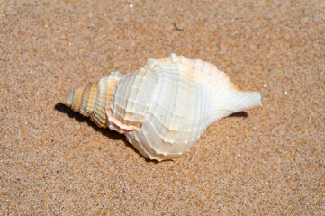 Seashell resting on golden sand