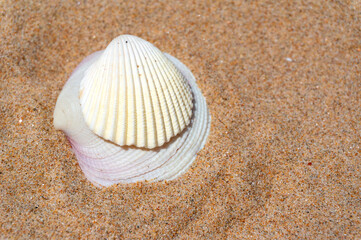 Seashell resting on golden sand